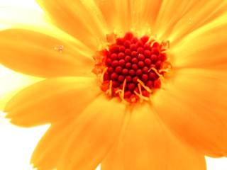 Preparations made on the basis of Calendula have a calming effect on the central nervous system,...