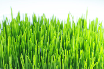 Fototapeta na wymiar sprouted green wheat white background