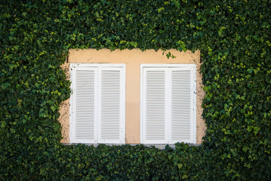 Dos ventanas con contraventanas blancas enmarcadas en hiedra, en la fachada de una  casa residencial