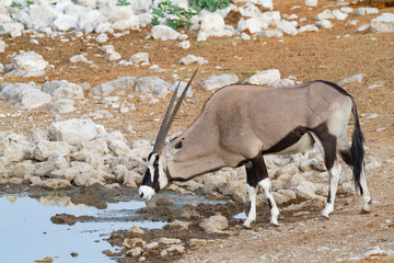 gemsbok oryx namibia deserts and nature in national parks