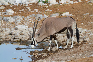 gemsbok oryx namibia deserts and nature in national parks
