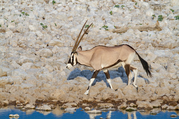 gemsbok oryx namibia deserts and nature in national parks