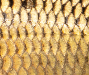 Scales on carp fish as abstract background