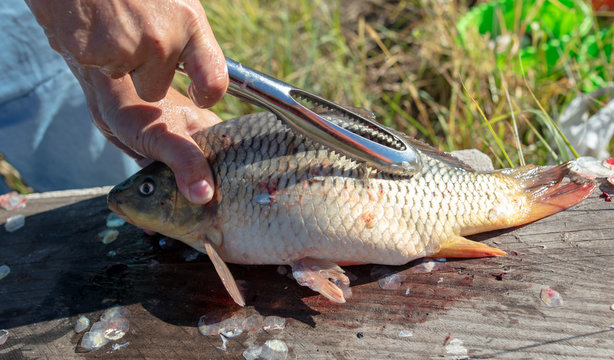 A man cuts a knife fish in nature