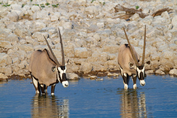 gemsbok national park namibia africa