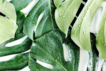 Texture tropical palm leaf Monstera with dew drops isolated on white background. Flat lay, top view © K.Decor