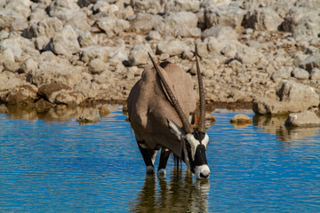 gemsbok oryx namibia deserts and nature in national parks