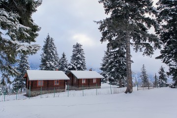 Winter snow mountain forest landscape. Snow covered trees on winter snow mountains. 
