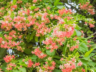 Beautiful Quisqualis indica cherry blossom on branches with green nature blurred background, known as Chinese honeysuckle, Rangoon Creeper and Combretum indicum.