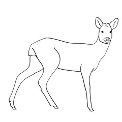 Deer flat illustration on white