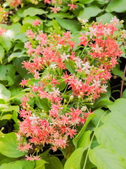 Beautiful Quisqualis indica cherry blossom on branches with green nature blurred background, known as Chinese honeysuckle, Rangoon Creeper and Combretum indicum.
