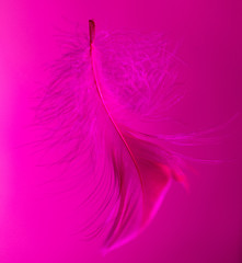 Pink feather isolated on pink background