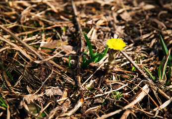 One detail coltsfoot