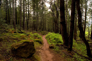 Trail in annadel