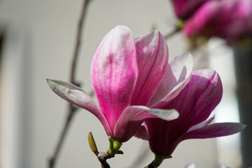 Magnolia bud, pink blossom tree flowers, close up branch, outdoor.
