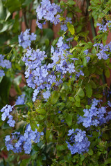 Plumbago auriculata