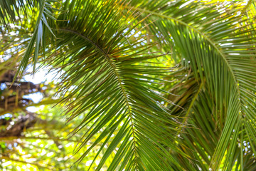 Fototapeta premium Palm trees in the park. Subtropical climate