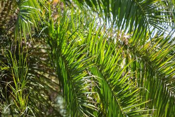 Fototapeta premium Palm trees in the park. Subtropical climate