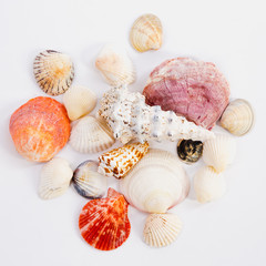 sea shells of different colors