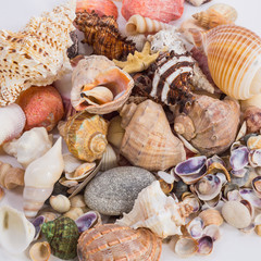 sea shells of different colors