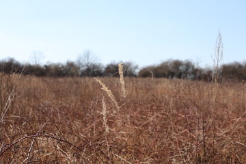 Fototapeta premium priroda.