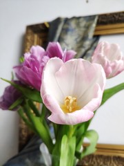 Tulips close-up on the background of the old frame and fabric drapery