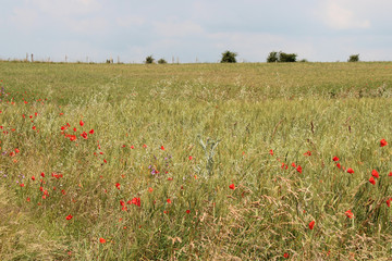 Prairie in Normandy (France)