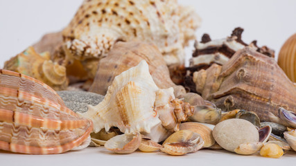 sea shells of different colors