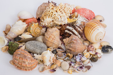 sea shells of different colors