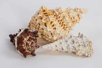 three sea shells on a white background