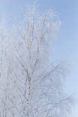 Frozen branches on a tree against a blue sky