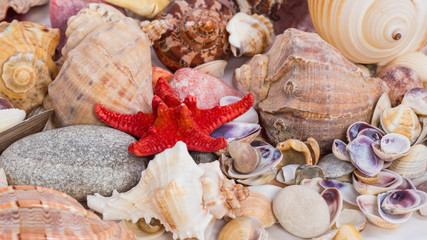 sea shells of different colors