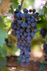 grapes on the vine