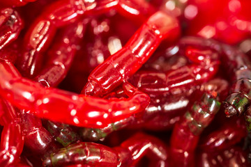 Red worms bloodworms as background