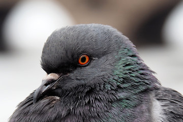 Portrait of a Dove grey. The wild dirty pigeon is close.  