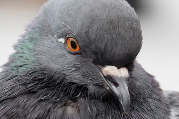 Portrait of a Dove grey. The wild dirty pigeon is close.  