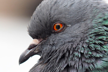 Portrait of a Dove grey. The wild dirty pigeon is close.  