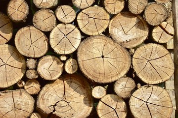 Fototapeta premium Background of dry chopped firewood logs stacked up on top of each other in a pile