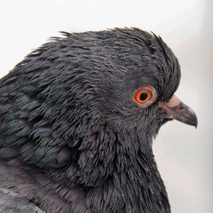 Portrait of a Dove grey. The wild dirty pigeon is close.  