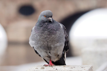 Dove a grey urban. The wild dirty pigeon is close. 