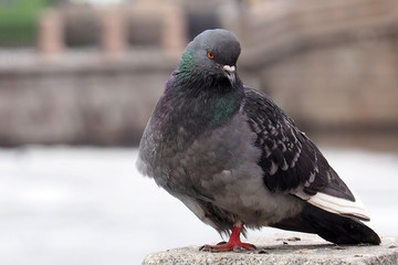 Dove a grey urban. The wild dirty pigeon is close. 