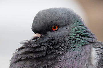 Portrait of a Dove grey. The wild dirty pigeon is close.  