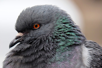 Portrait of a Dove grey. The wild dirty pigeon is close.  