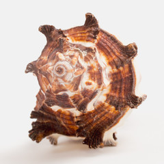 sea shell on white background