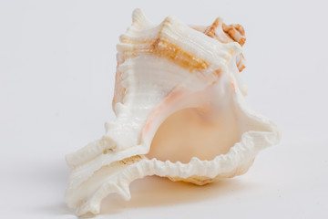 sea shell on white background
