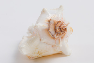 sea shell on white background