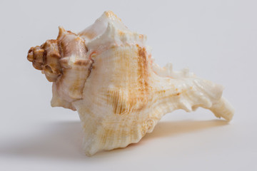 sea shell on white background