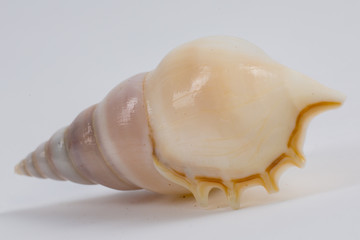 sea shell on white background
