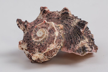 sea shell on white background