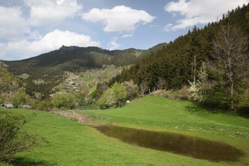 Green grain fields and blue sky with clouds.savsat/artvin/turkey